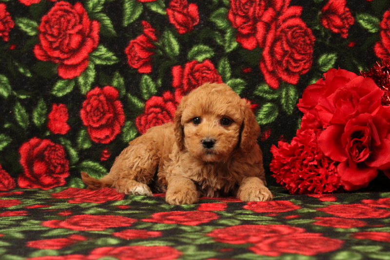 puppy, for, sale, Mini Goldendoodle F1BB, Matthew B. Stoltzfus, dog, breeder, Gap, PA, dog-breeder, puppy-for-sale, forsale, nearby, find, puppyfind, locator, puppylocator, aca